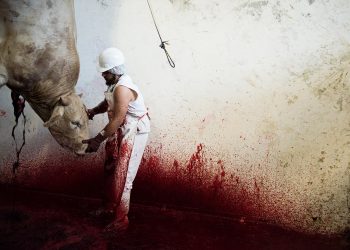 Papež Frančišek: ljubitelj govedine