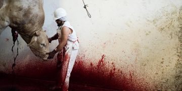 Papež Frančišek: ljubitelj govedine