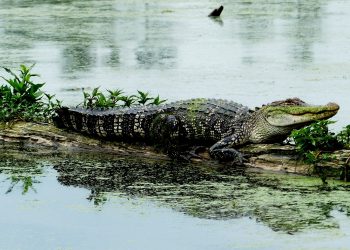 Ali žival pogine ali umre?