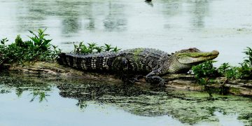 Ali žival pogine ali umre?