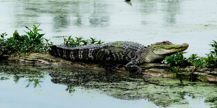 Ali žival pogine ali umre?