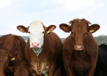 Škodljivi minister?