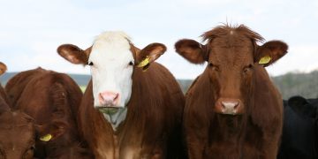 Škodljivi minister?