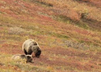 Medvedka poškodovala lovca ali kar seješ, to žanješ