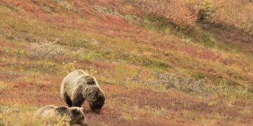 Medvedka poškodovala lovca ali kar seješ, to žanješ