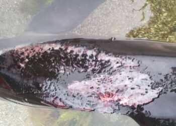 Žrtve vojne v Ukrajini so tudi delfini