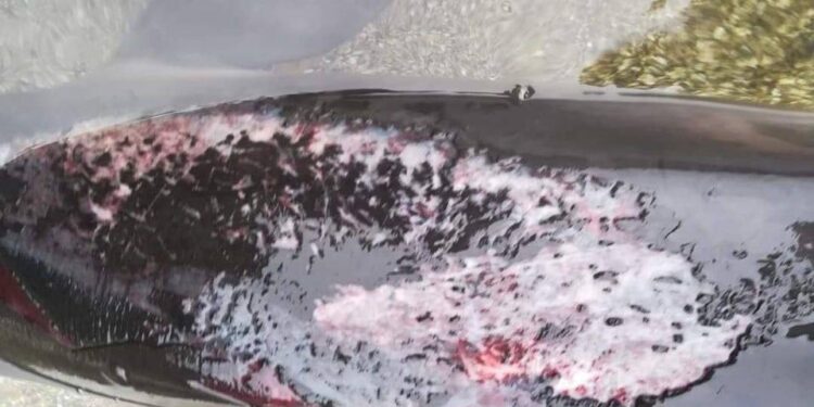 Žrtve vojne v Ukrajini so tudi delfini