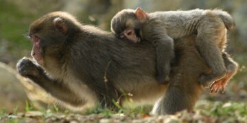 Kruto maščevanje: oblast umori opico