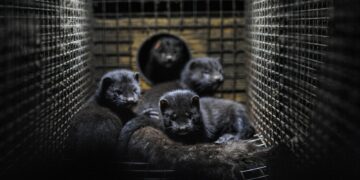 black and white short fur cat