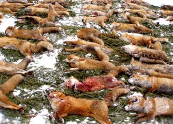 Lovski pomor prostoživečih živali v obdobju 2011-2020