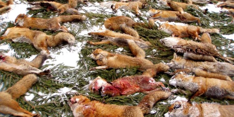 Lovski pomor prostoživečih živali v obdobju 2011-2020