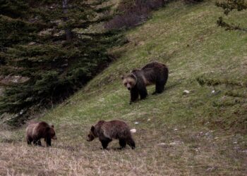 three bear in a field near tree during daytime