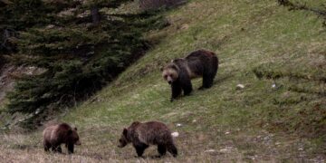 three bear in a field near tree during daytime