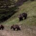 three bear in a field near tree during daytime