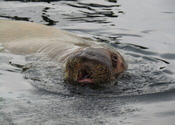 seal in water during daytime
