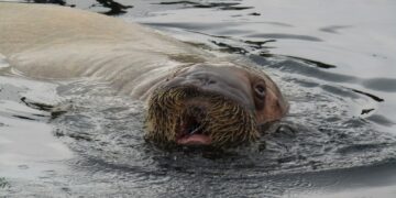 seal in water during daytime