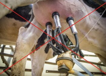 Zajtrk z mlekom – super dan! Ali tudi za živali?