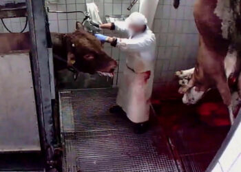 Pekel v klavnici Rače