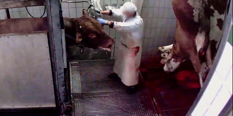 Pekel v klavnici Rače