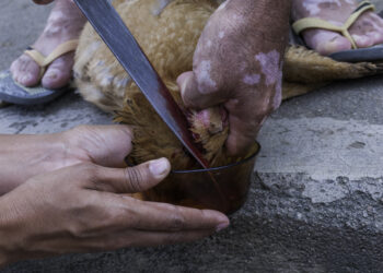 Zopet pomor nedolžnih živali