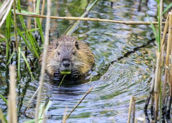 brown and black animal on water