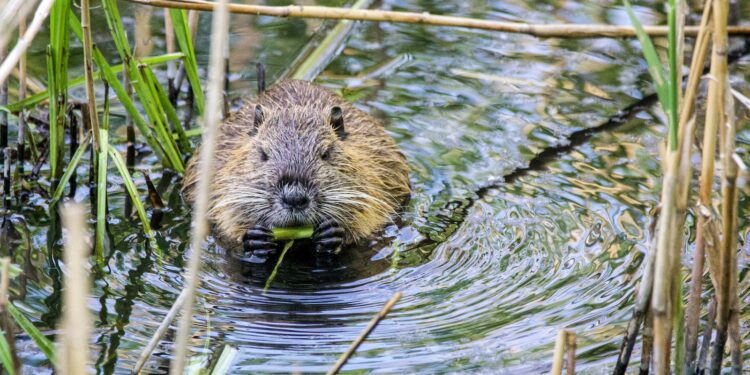 brown and black animal on water